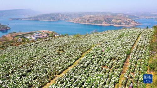 Мандарваа цэцгийн тариалалт ард түмний орлогыг нэмэгдүүлж байна