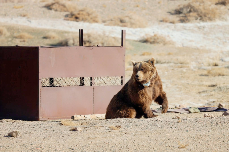 Мазаалай баавгайд сансрын дохиолол бүхий хүзүүвч зүүлээ