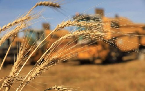 Хаврын тариалалтад 46 мянган тонн улаанбуудайн үр нөөцөлжээ