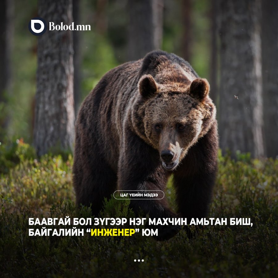 Баавгай бол зүгээр нэг махчин амьтан биш, байгалийн “инженер” юм