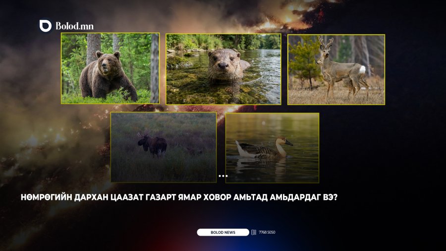 Нөмрөгийн дархан цаазат газарт ямар ховор амьтад амьдардаг вэ?